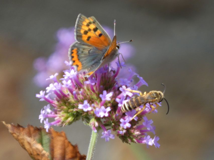 Lycaena phlaeas - közönséges tűzlepke