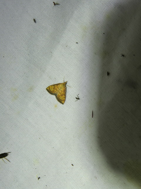Ecpyrrhorrhoe rubiginalis - rozsdavörös tűzmoly