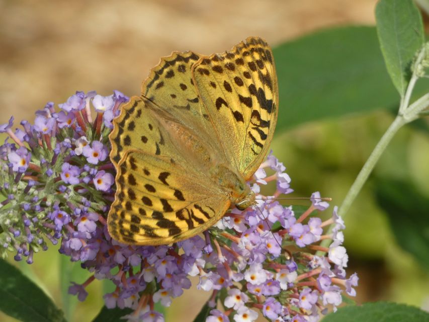 Argynnis pandora - zöldes gyöngyházlepke