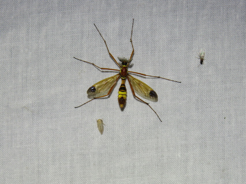 Ctenophora ornata - sárga fésűsszúnyog