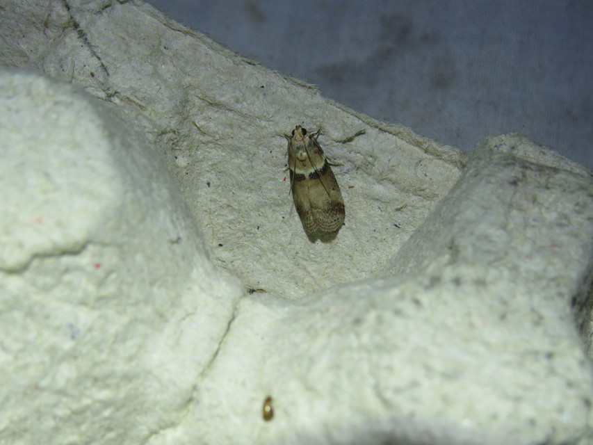 Acrobasis tumidana - bordás karcsúmoly
