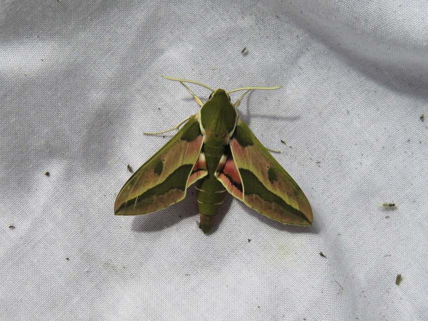 Hyles euphorbiae - kutyatejszender
