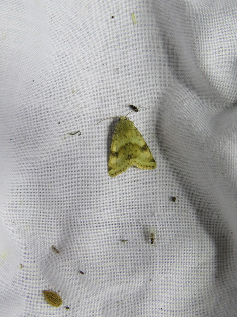 Heliothis viriplaca - mácsonyabagoly