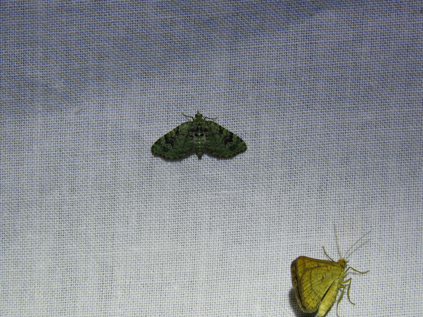 Chloroclystis v-ata - zöldes törpearaszoló