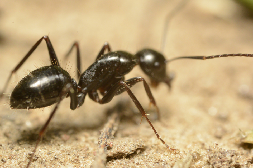 Camponotus aethiops - szőrös lóhangya