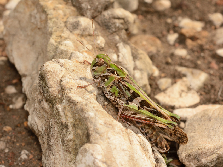 Oedaleus decorus - szalagos sáska
