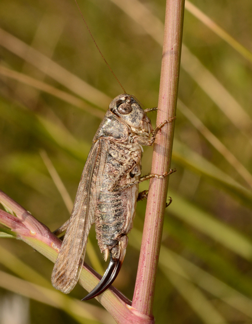 Platycleis grisea - szürke rétiszöcske