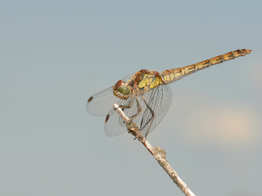 Sympetrum striolatum - harántsávos katona-szitakötő