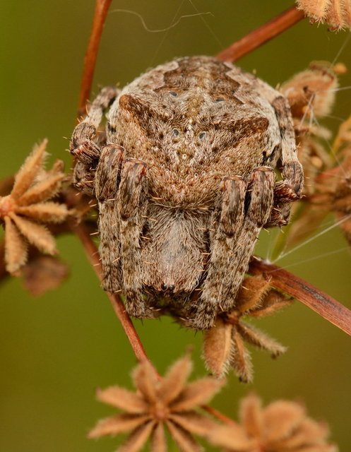 Araneus circe/angulatus
