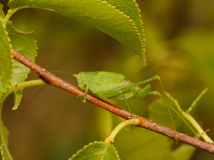 Phaneroptera nana - pontozott repülőszöcske