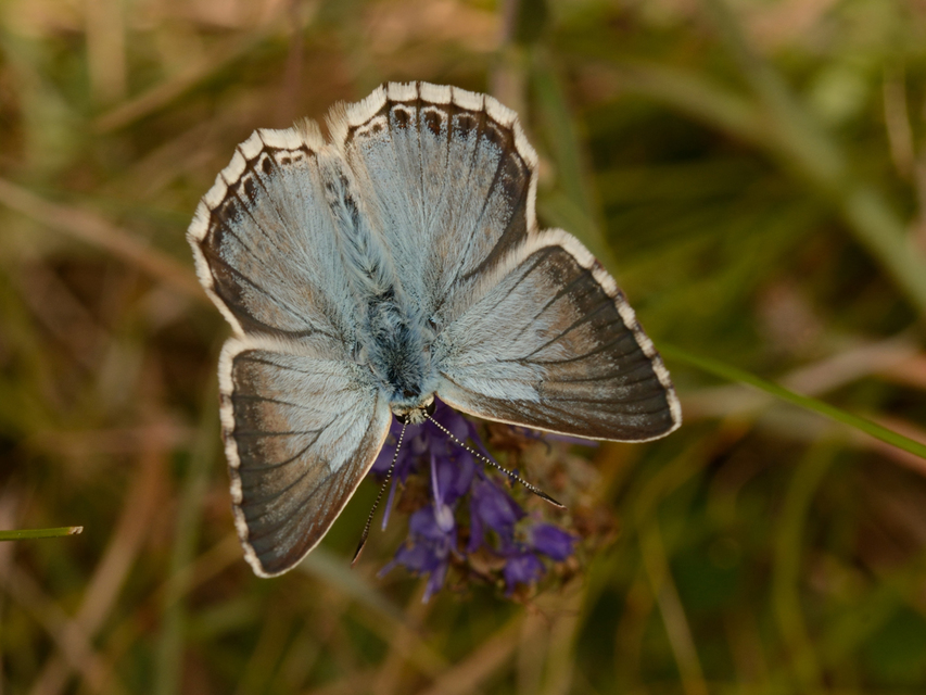 Polyommatus coridon - ezüstkék boglárka
