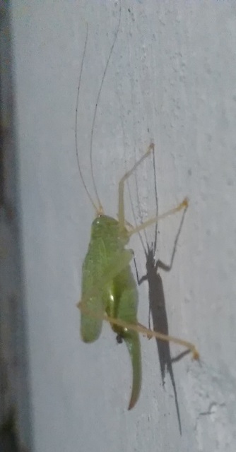 Meconema thalassinum - közönséges dobolószöcske