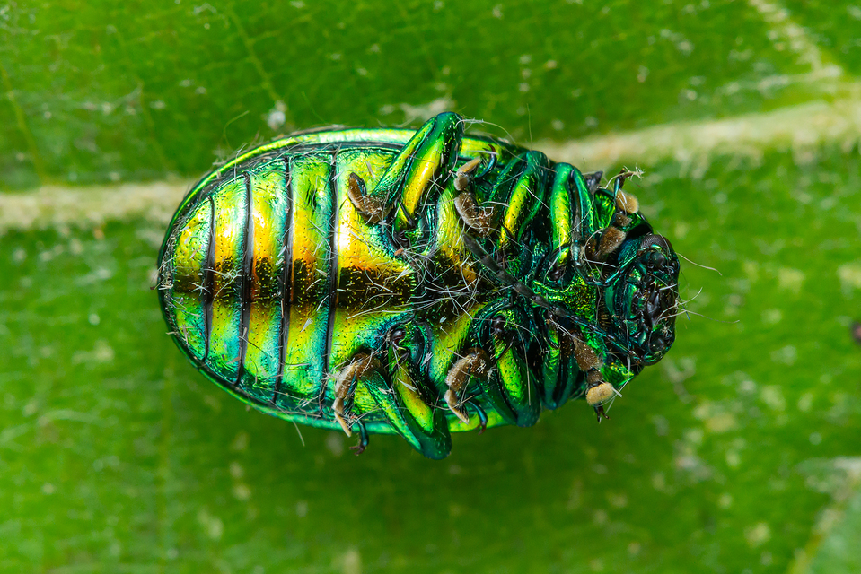 Chrysolina herbacea - zöld mentalevelész