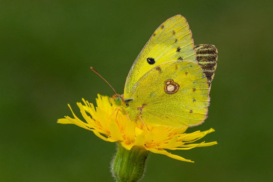 Colias erate - csángó-kéneslepke