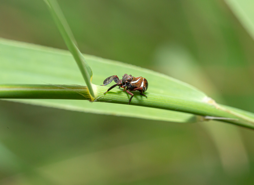 Caliscelis wallengreni
