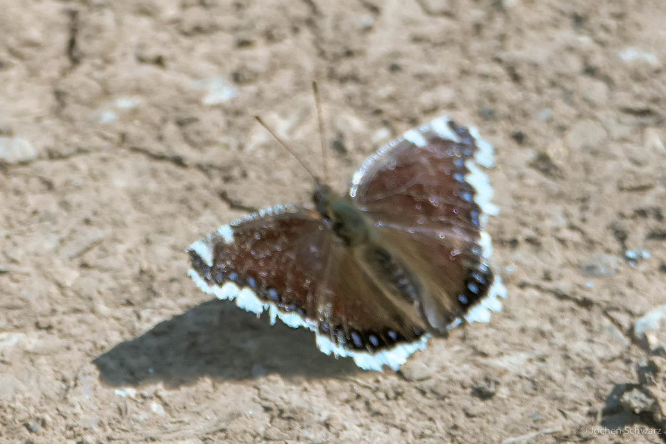 Nymphalis antiopa - gyászlepke