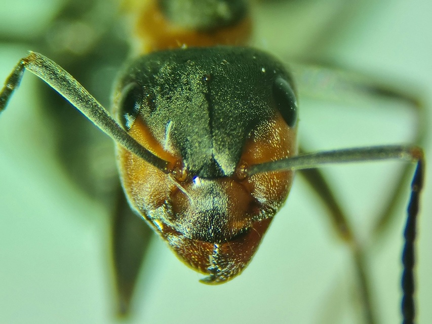 Formica pratensis - réti vöröshangya