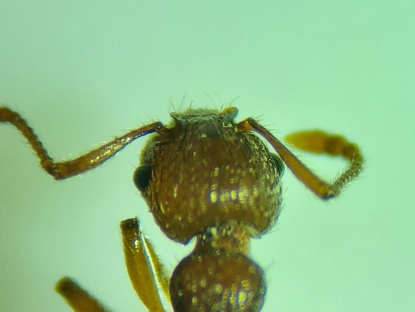 Myrmica specioides - pusztai bütyköshangya