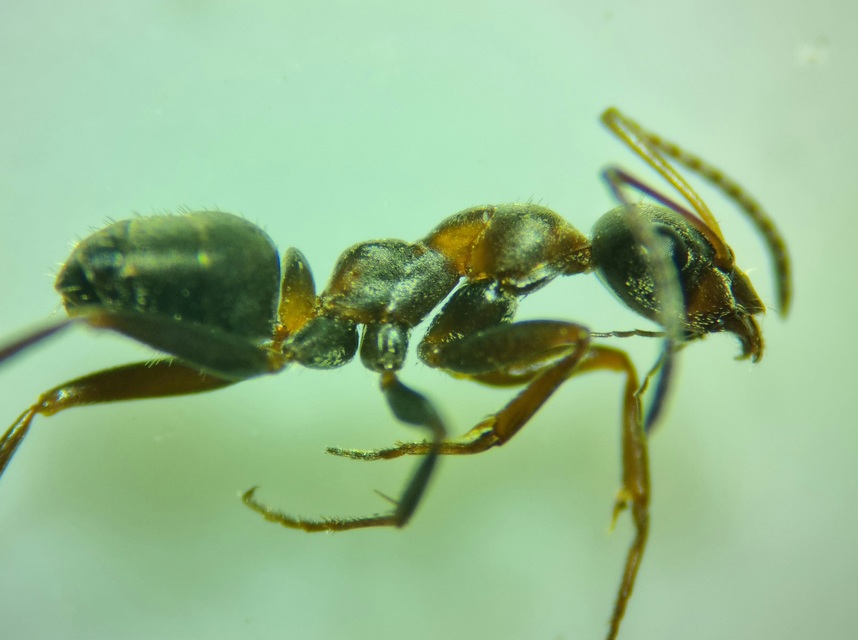 Formica cunicularia - gyakori rabszolgahangya