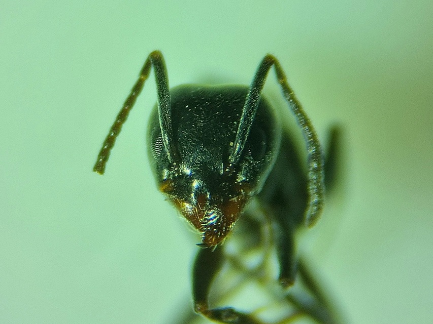 Tapinoma erraticum - kóborhangya