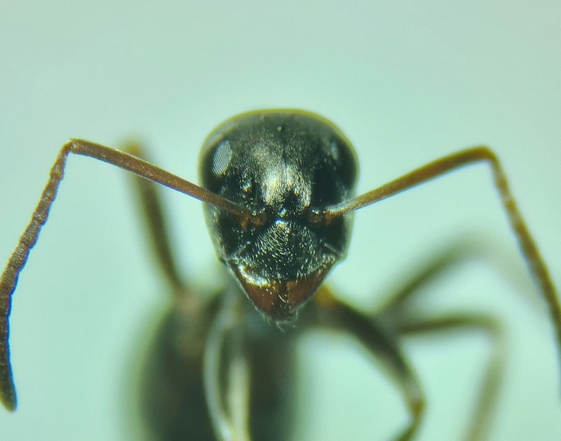 Formica fusca - kormos rabszolgahangya