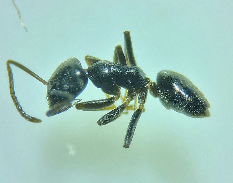 Tapinoma erraticum - kóborhangya