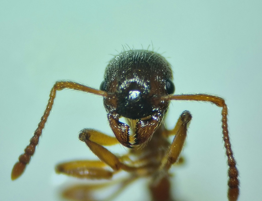 Myrmica ruginodis - erdei bütyköshangya