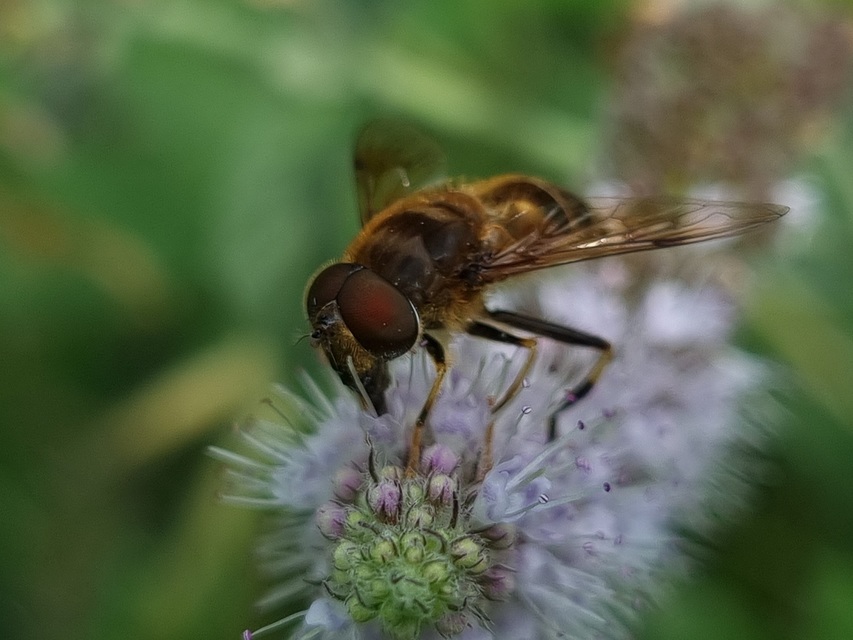 Eristalis pertinax - sárgalábfejű herelégy