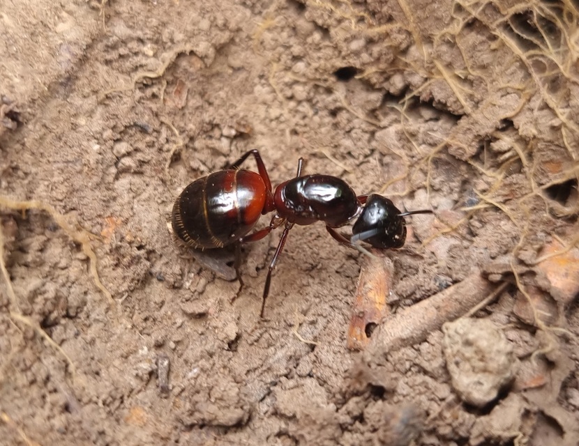 Camponotus ligniperda - faodvasító lóhangya