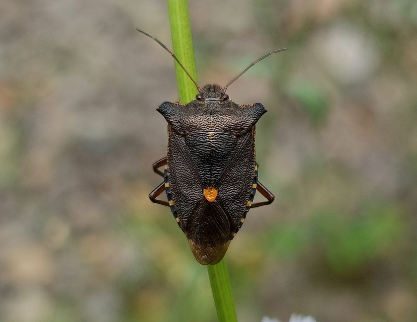 Pentatoma rufipes - vöröslábú címerespoloska Pentatoma rufipes - vöröslábú címerespoloska