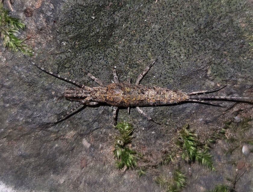 Archaeognatha - Ugróősrovarok