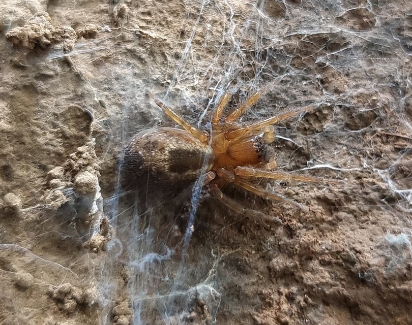 Amaurobius fenestralis - ablakos eretnekpók