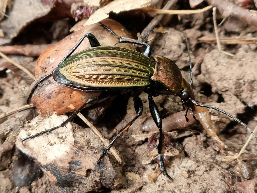Carabus cancellatus - ragyás futrinka