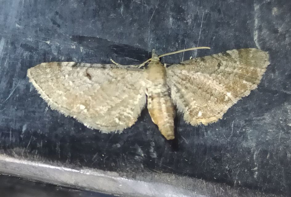 Eupithecia absinthiata - üröm-törpearaszoló