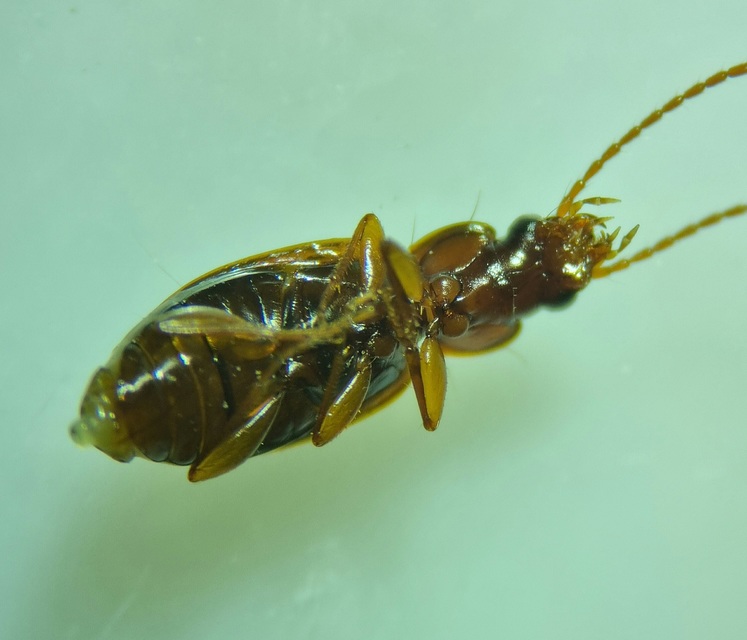 Trechus quadristriatus - közönséges fürgefutonc