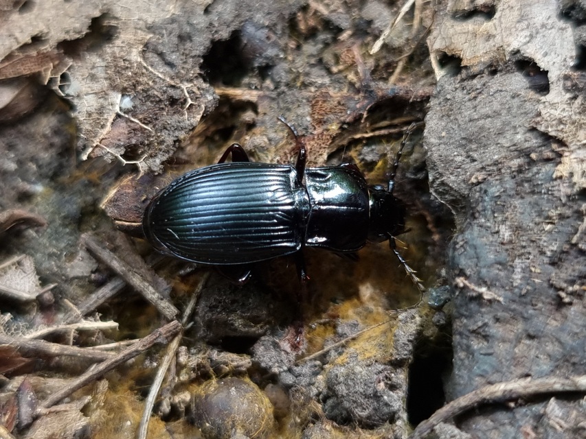 Abax parallelus - karcsú szélesfutó