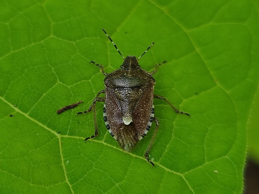 Dolycoris baccarum - közönséges bogyómászó-poloska Dolycoris baccarum - közönséges bogyómászó-poloska