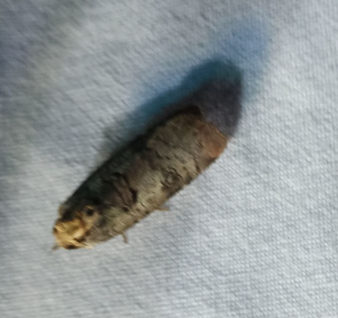Epilecta linogrisea - karcsú sárgafűbagoly