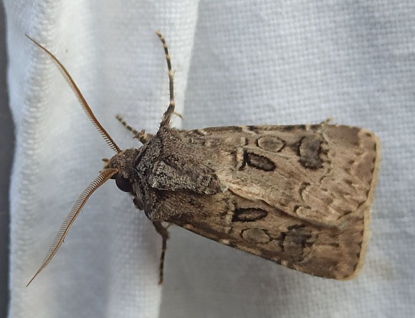 Agrotis bigramma - kétjegyű földibagoly