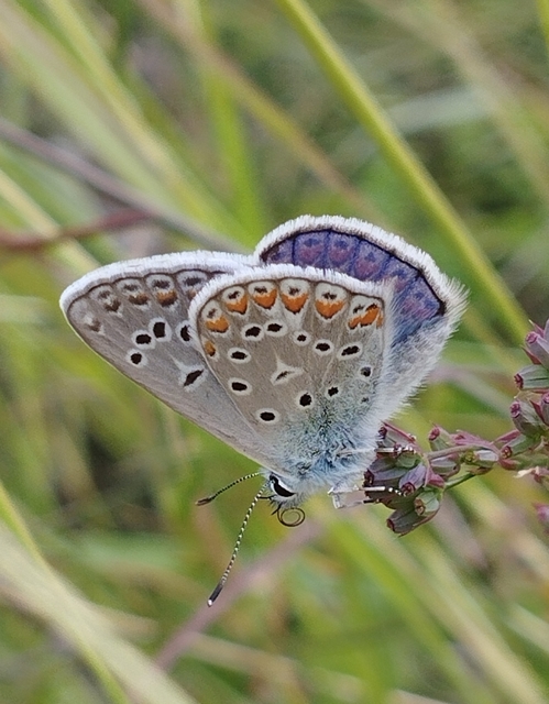 Polyommatus thersites - ibolyaszín boglárka