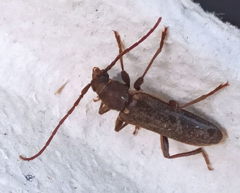 Trichoferus campestris - szállóvendég éjicincér