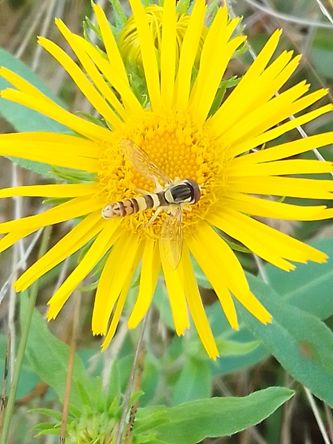 Sphaerophoria