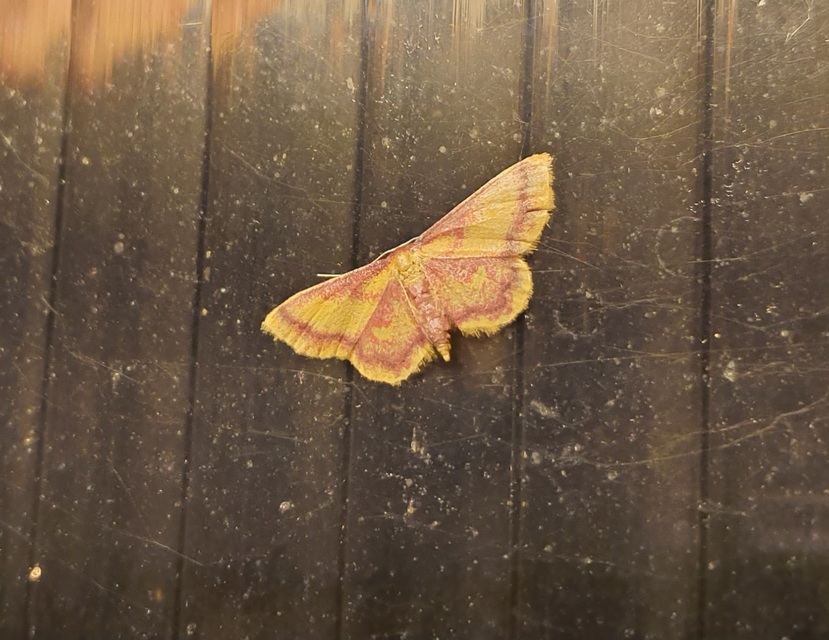Idaea muricata - mocsári pirosaraszoló