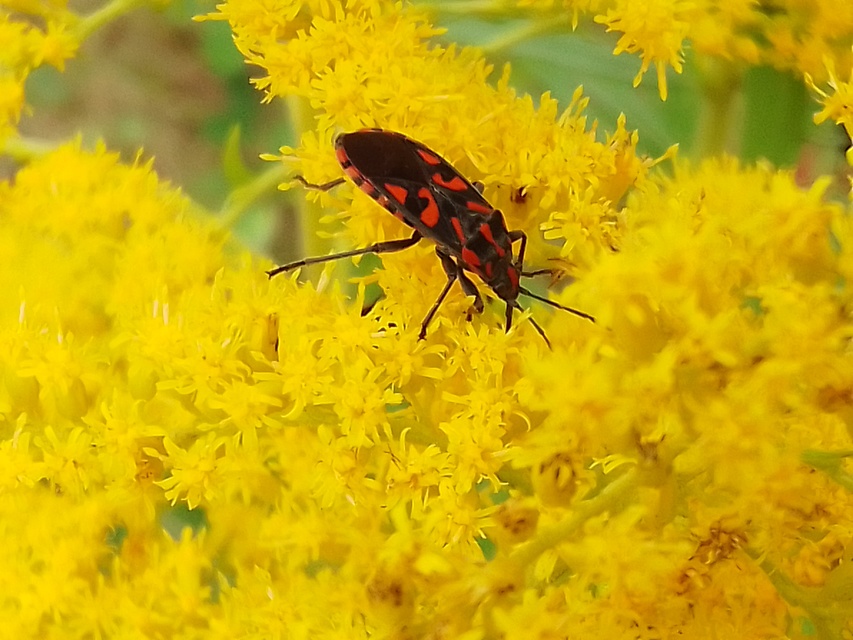 Spilostethus saxatilis - virágbodobács
