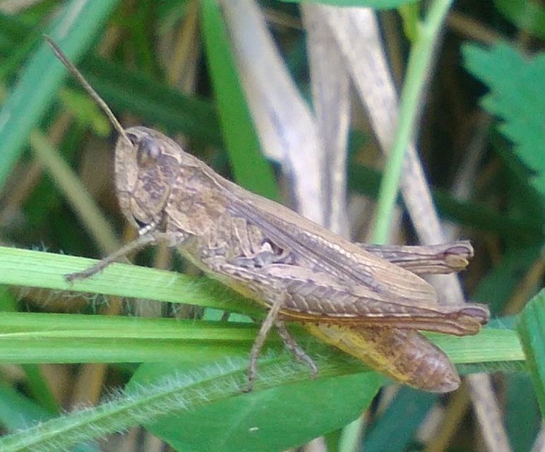 Chorthippus apricarius - szélesszárnyú tarlósáska