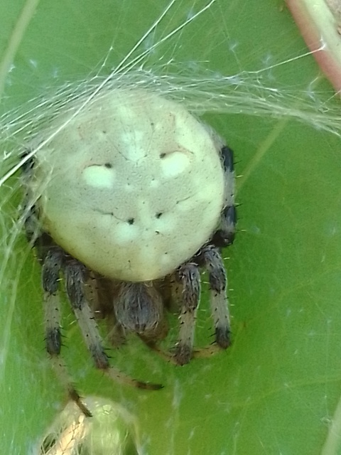 Araneus quadratus - négyes keresztespók