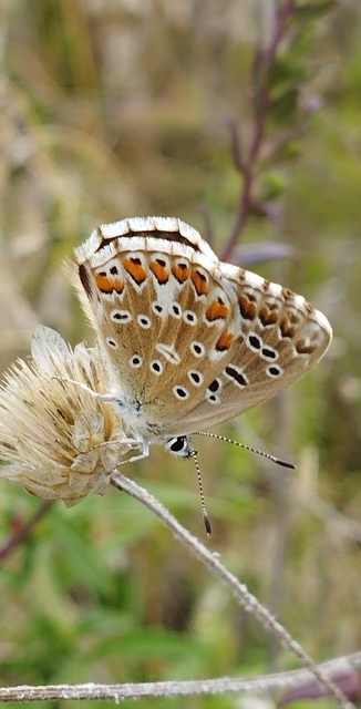 Polyommatus coridon - ezüstkék boglárka