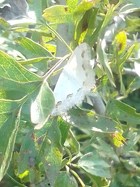 Scopula ornata - díszes fehéraraszoló