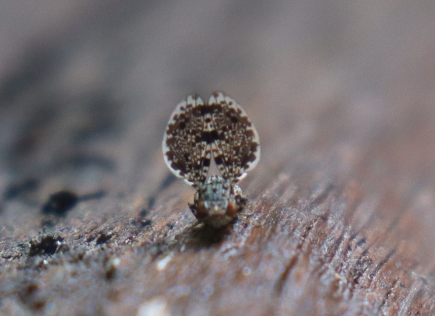 Callopistromyia annulipes - pávalégy