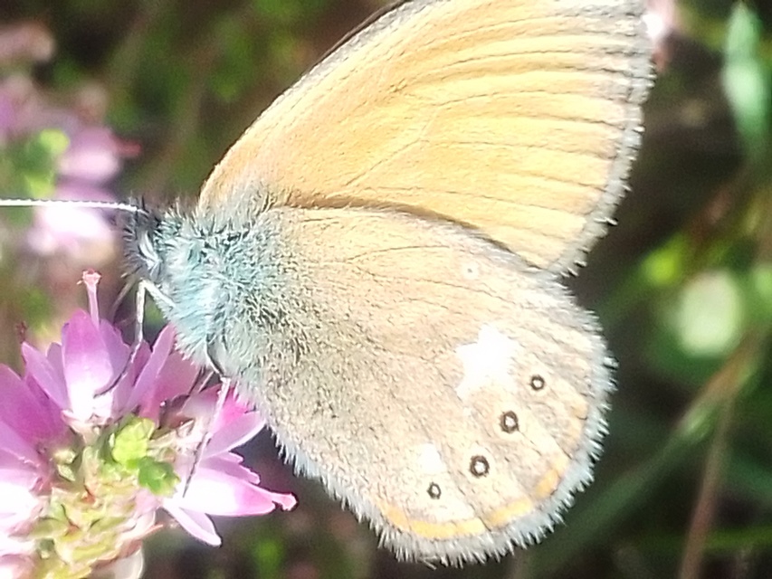 Coenonympha glycerion - közönséges szénalepke